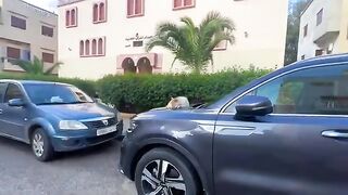 The cat sleeping on top of the car was surprised by the attention and food.