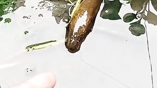 Fishing eel videos... This is fishing eel videos.. Thanks for watching..!!