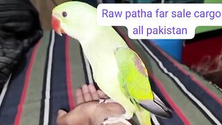 Raw parrot