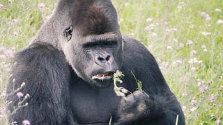 Animal breed - id | Trending HD Video