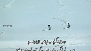 one penguin story????