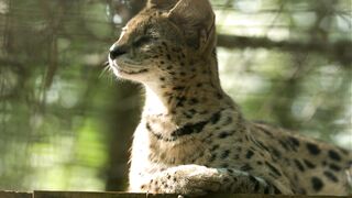 Animale - id | Trending HD Video