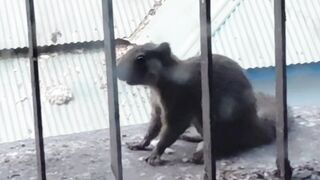 খাবারের অভাবে একটি বাড়ির বেলকনিতে