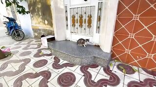 Very friendly cat who loves to get a nice massage and delicious food.