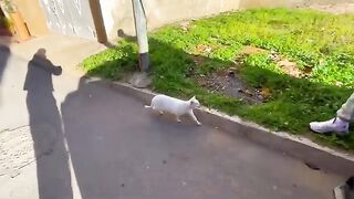 Jealous Calico Cat Attacks White Cat Because It Was Getting Too Close.