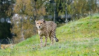 Animal breed - id | Trending HD Video
