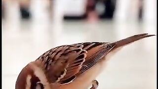 A bird that kneels down at. The Haram when listening to the Qur'an
