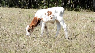 Animale - id | Trending HD Video