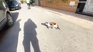 Calico cat meows sweetly asking for food because she knows food is in the car.