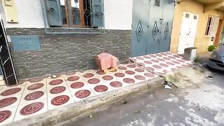 Four cute little kittens live with their beautiful mother in a warm house with food provided.