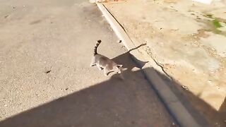 Two cute cats live in the same neighborhood but don't understand each other.