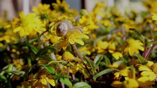 Animale - id | Trending HD Video