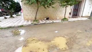 Very cute stray cats who love to play and eat to fill their bellies.