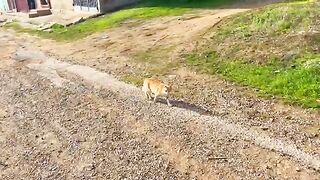 The dancing cat is happy to see us because she will get love and food.