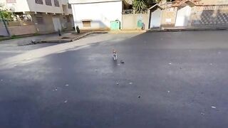 Ginger the cat is very happy she loves to play and eat delicious food.