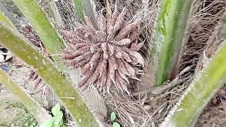 Kelapa sawit sumatra indonesia #kelapasawit