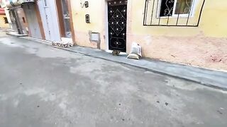 Cute pregnant cat needs cuddles and food.