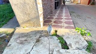 Ginger the cat is so cute he's asking us for some love and food.