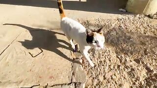 Calico cat is happy to see us because she will get love and delicious food.