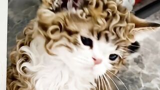 Pet's