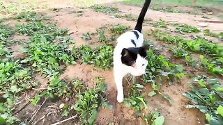 Stray cat who wants lots of cuddles is incredibly cute