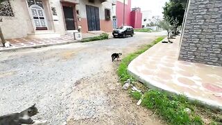 The white cat went to our car and said you can hurry up and give us food.