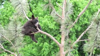 Stuffed Animal - id | Trending HD Video
