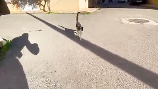 Ginger the cat is more interested in love than food.