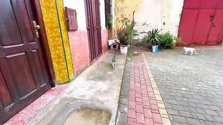The cute pregnant cat is so friendly while her boyfriend is trying to show his trust in us.