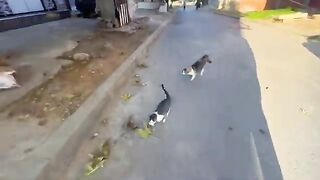 This teenage cat is always shy and doesn't want to get close to anyone or be held.