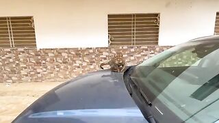 This cat is very sweet and wants attention and delicious food.