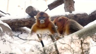 Funnyfuzzy - id | Trending HD Video