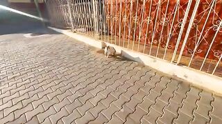 The tiger cat is afraid of the calico cat and does not want to come near.