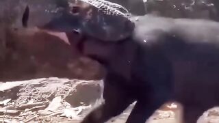 Komodo Dragon consume's a PIG