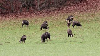 Animale - id | Trending HD Video