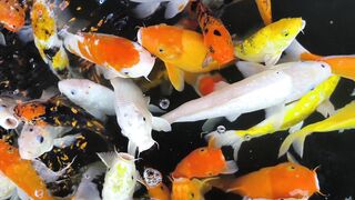 Animale - id | Trending HD Video