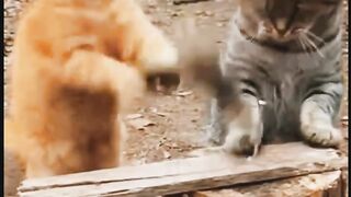 Carpenter Cats? Have You Ever Heard of Them? ????????