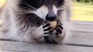 This Raccoon Acts Like a Human ????????#FunnyAnimals #Raccoon #Shorts