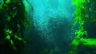Animale - id | Trending HD Video
