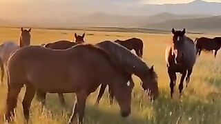 Why Did They Suddenly Stop ???? #nature #wildhorses #shorts