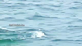 Rare animals #videos #youtubeshort #animals #tiktok#youtubeoriginal #animallovers#shorts #viralvideo