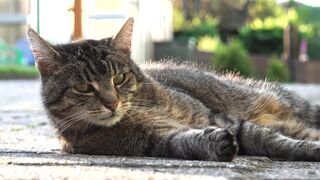 Animal breed - id | Trending HD Video