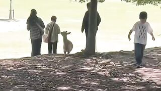 Living with Wildlife requires Understanding and Mutual respect!#wildlife #respect #narapark #deer