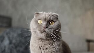 Animal breed - id | Trending HD Video