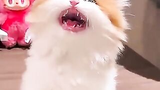 kONTES ANAK KUCING CANTIK BIKIN GEMES