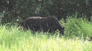 Animal - id | Trending HD Video