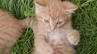 Animal breed - id | Trending HD Video