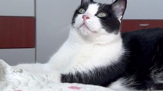 Funnyfuzzy - id | Trending HD Video