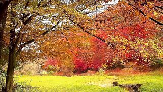 ✅Música tranquila calmante para relaxar, meditar e dormir profundamente- Fragmentos #63