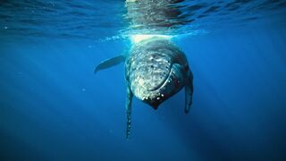 Animal breed - id | Trending HD Video